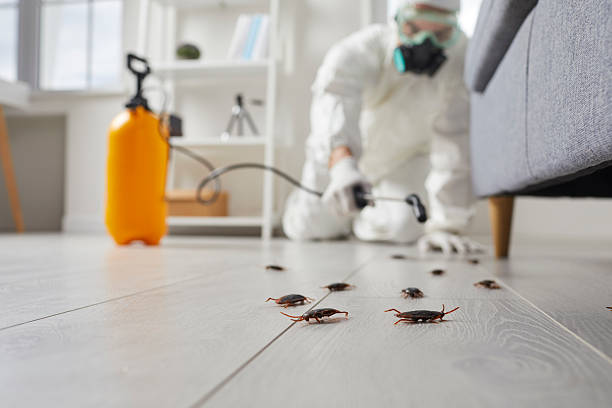 Affordable Termite Control solutions in Vandalia, MO